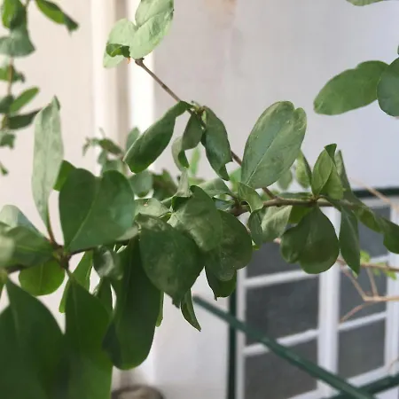 Residencial Avenida Ostello Tomar