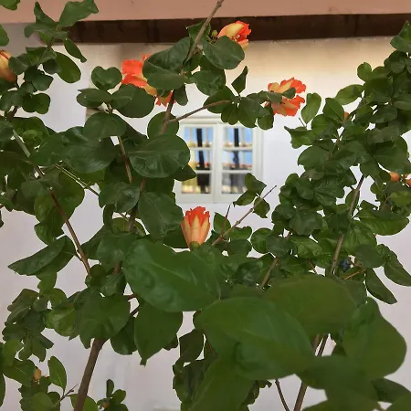 אכסניה Residencial Avenida טומאר