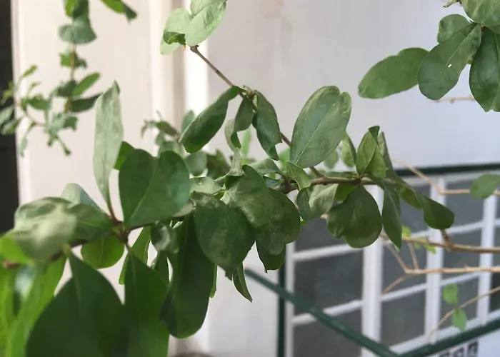 Residencial Avenida אכסניה טומאר