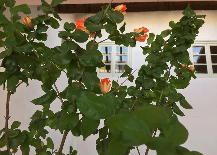 אכסניה Residencial Avenida טומאר